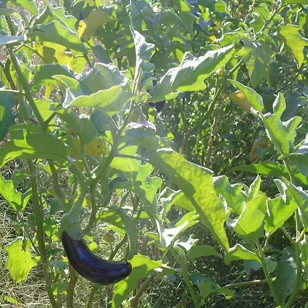 לינה וארוחת בוקר Florians